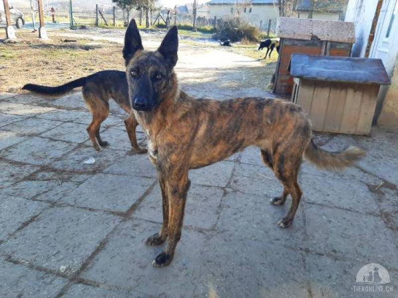 Hunde Ausland