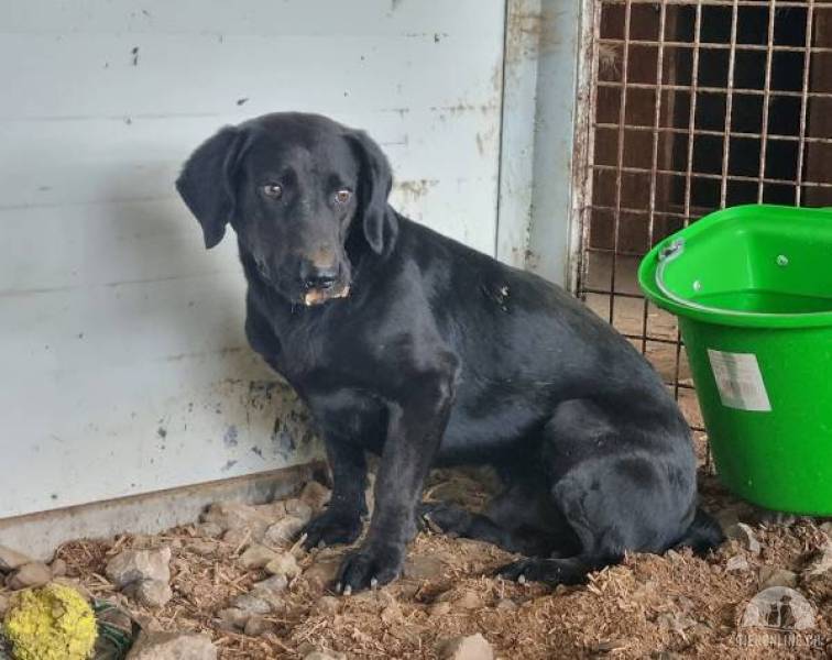 Hunde Ausland
