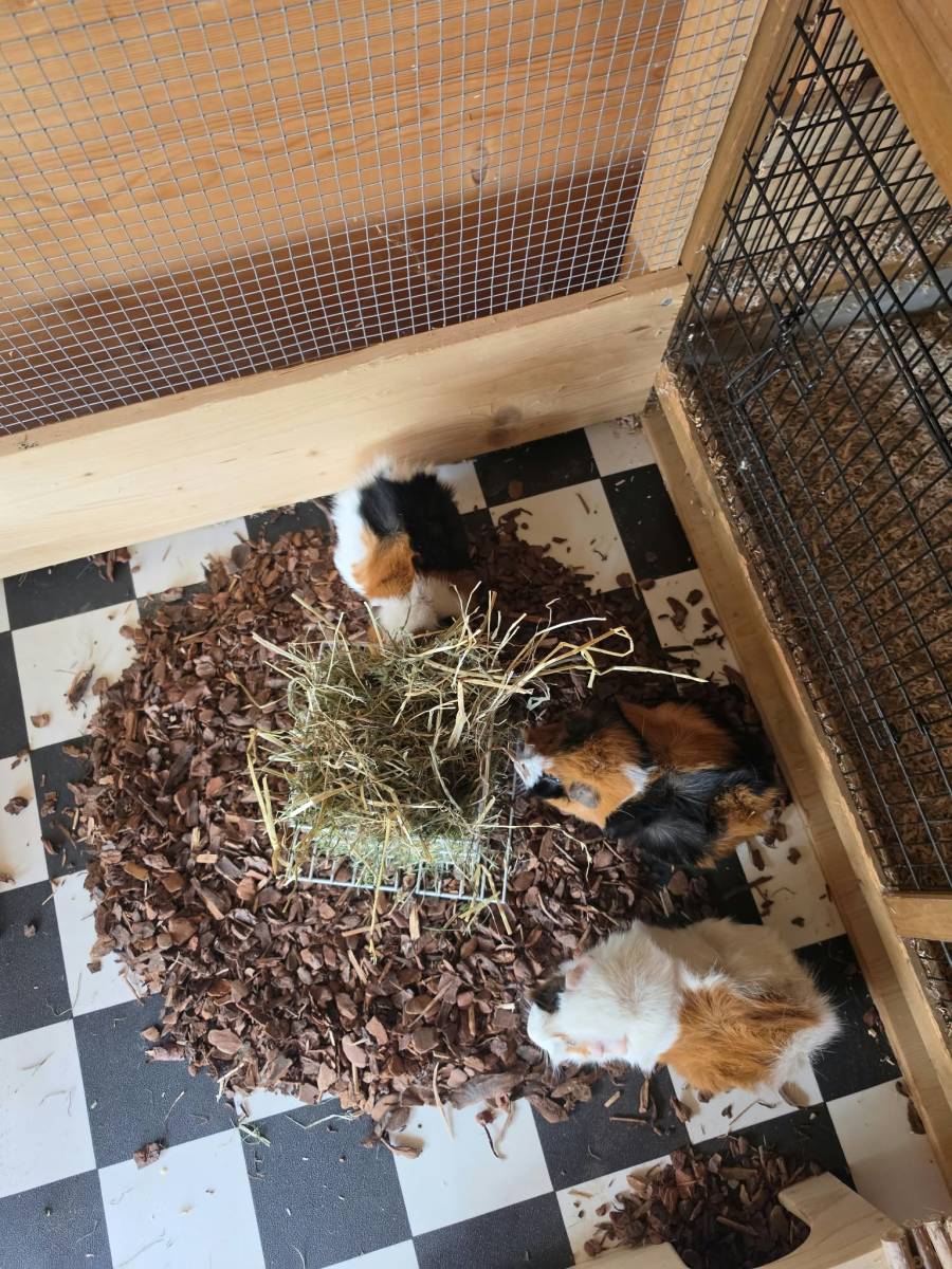 Pixie, Meerschweinchen – Kleintier zur Adoption in Hünibach (BE)