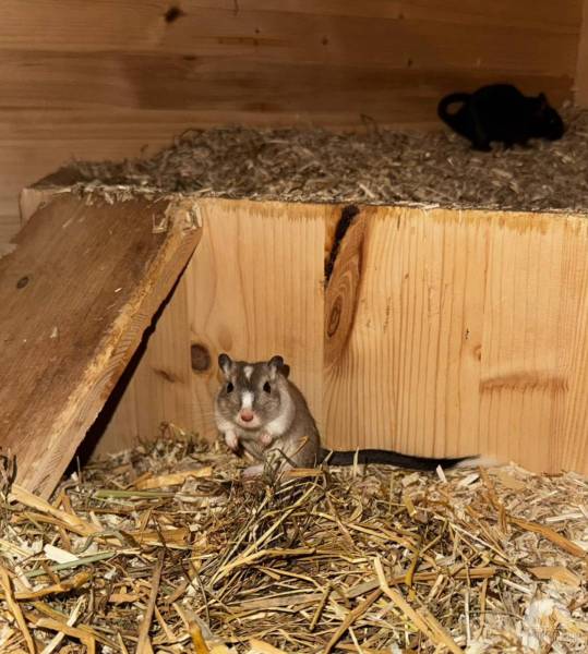 Nagetiere