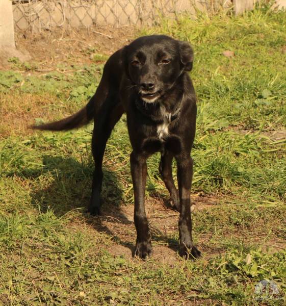 Hunde Ausland