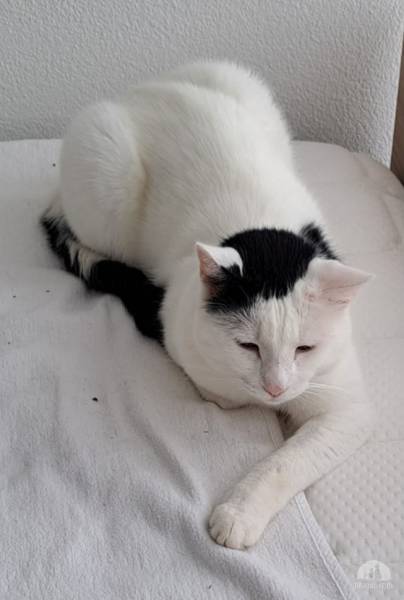 Katzen Schweiz