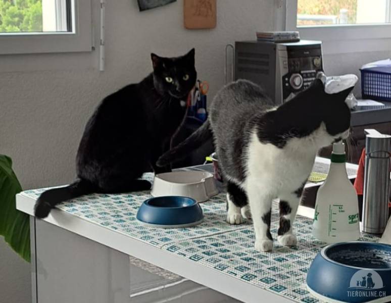 Katzen Schweiz