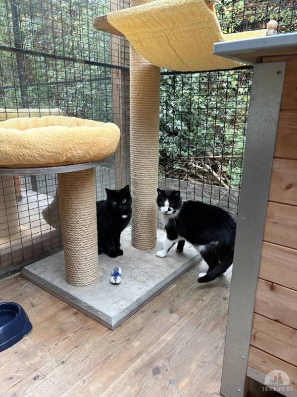 Dusty & Shiva suchen gemeinsames Zuhause