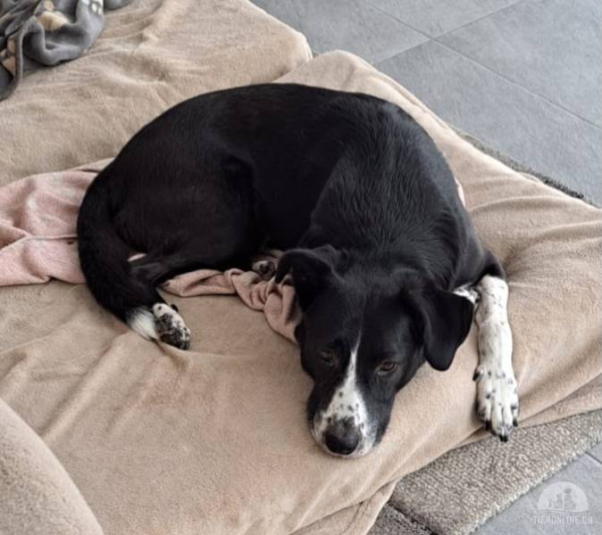 Hunde Schweiz
