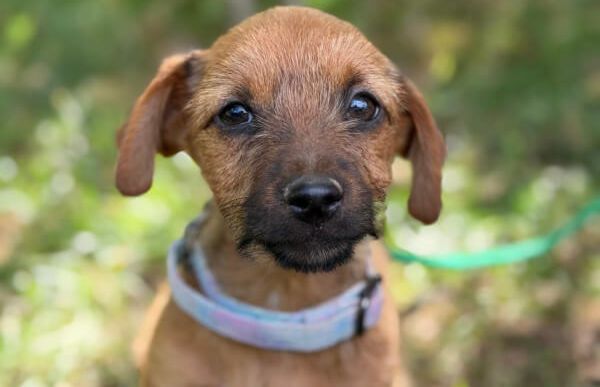 Nien, Mix – Hund zur Adoption im Kanton Zürich