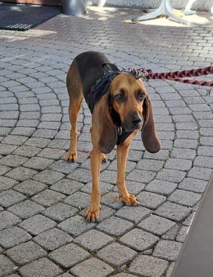 Lucy, Schweizer Juralaufhund – Hund zur Adoption im Kanton Uri