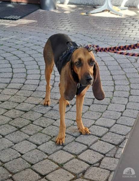 Hunde Schweiz