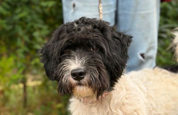 Rajan, Mix – Hund zur Adoption im Kanton Zürich