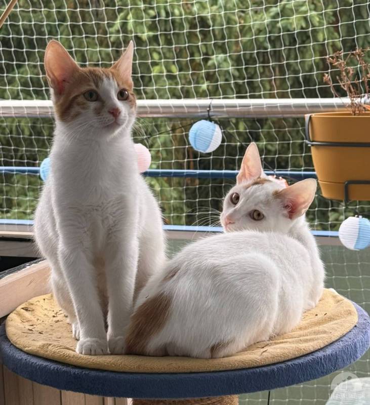 Makki und Merlo, 2 Herzensbrecher