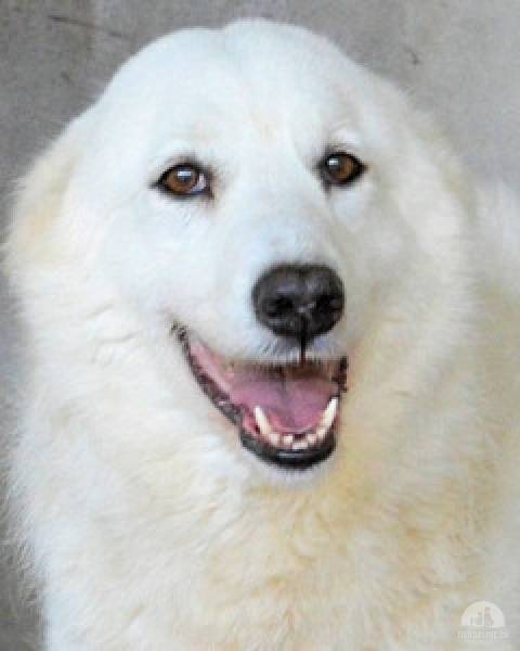 Hunde Ausland