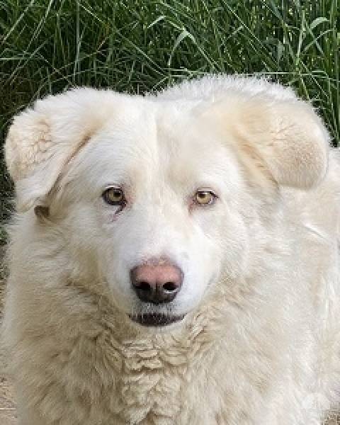 Hunde Ausland