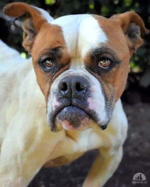 Hunde Ausland
