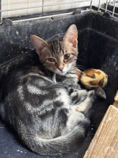 Katzen Ausland