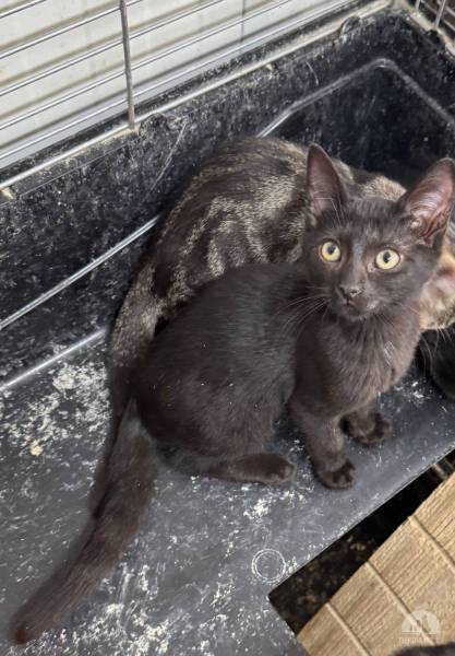 Katzen Ausland