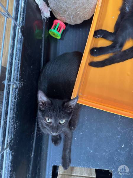 Katzen Ausland
