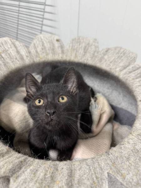 Katzen Ausland