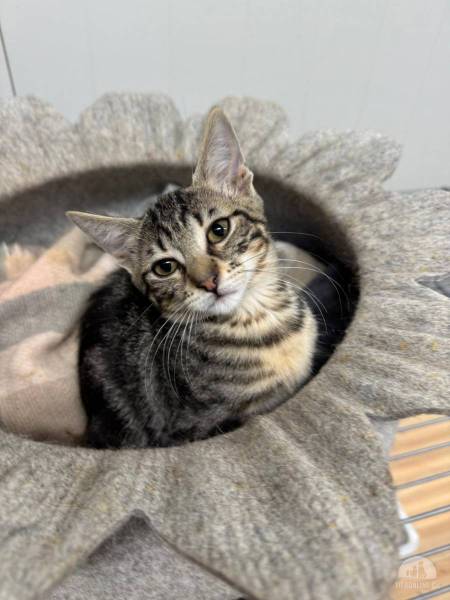 Katzen Ausland
