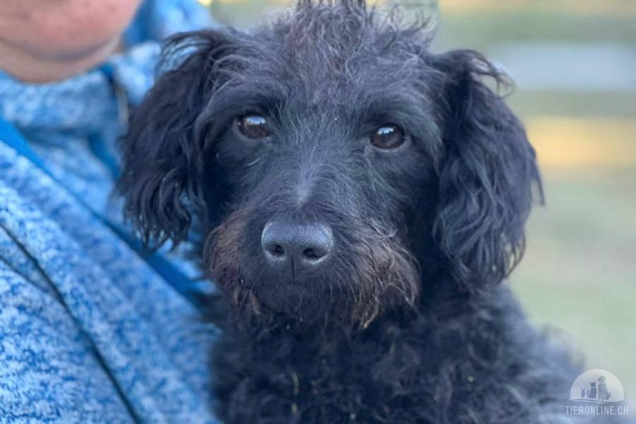 Hunde Schweiz