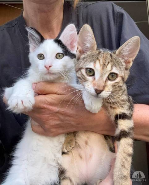 Katzen Ausland