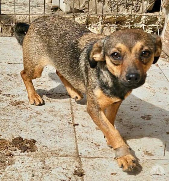 Hunde Ausland