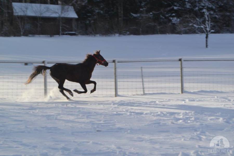 Pferde und Ponys