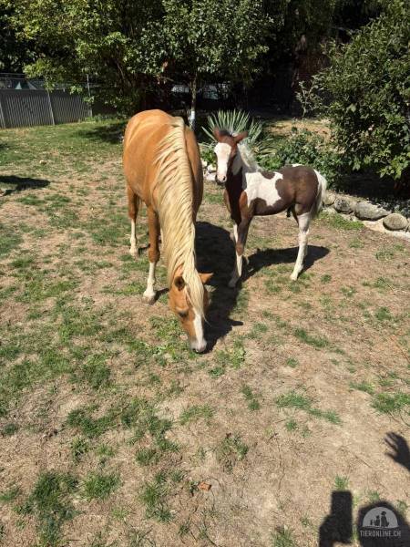 Pferde und Ponys