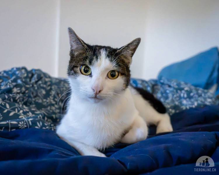 Katzen Schweiz