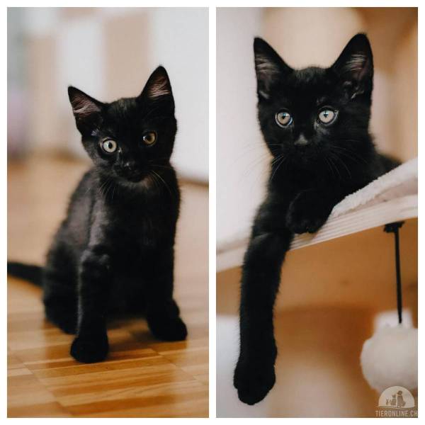 Katzen Schweiz