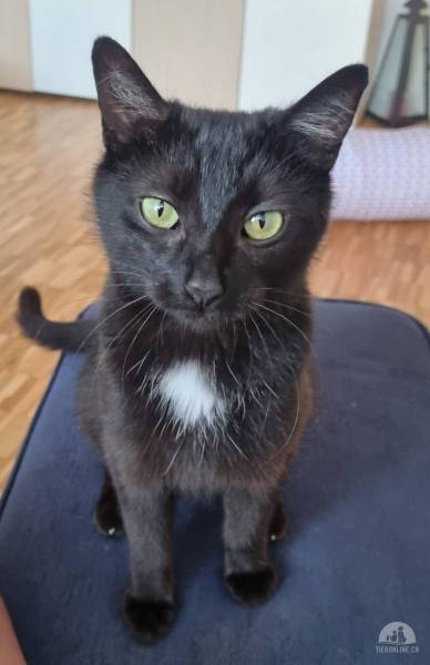 Katzen Schweiz