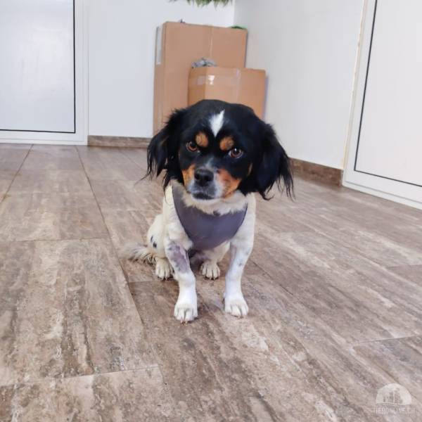Hunde Ausland