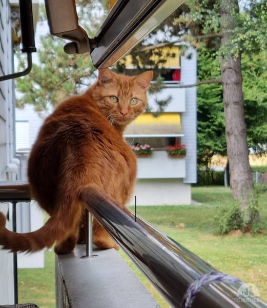 Katzen Schweiz