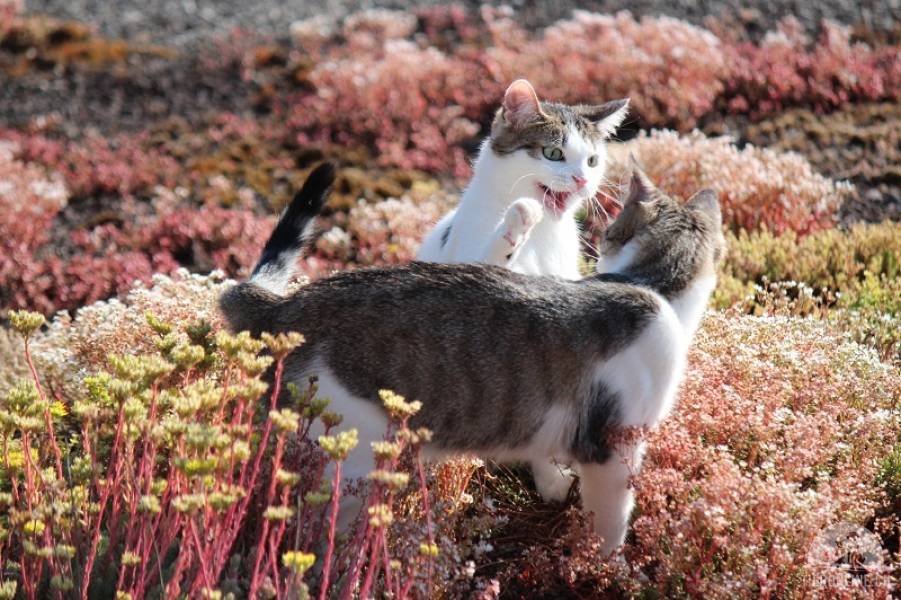 Katzen Schweiz
