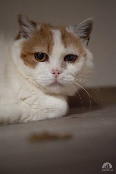 Katzen Schweiz