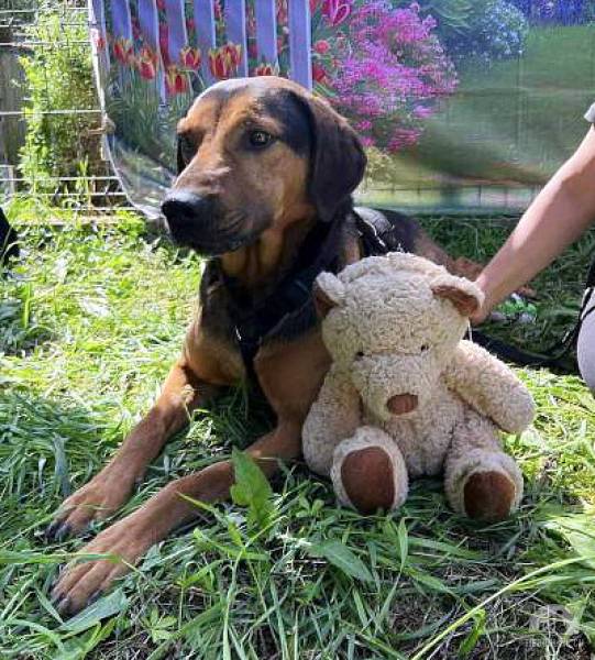 Munyko – bildhübscher Rüde, eine Seele von Hund