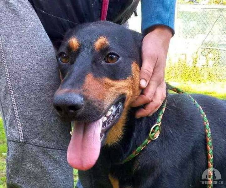 Zuko – fröhlicher, aufgestellter Rüde für aktive Menschen mit vielen Spaziergängen