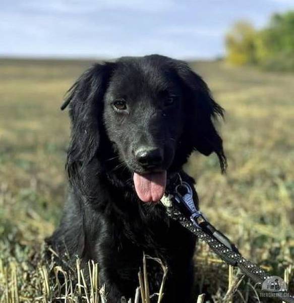 Blacky – Rüde mit grossen Fortschritten, der heute seine Spaziergänge geniesst