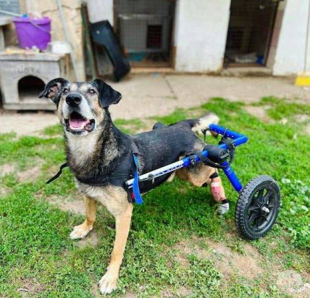 Nova – lebensfroher Rollihund mit grosser Lebensfreude, sucht Menschen mit Zeit und Geduld