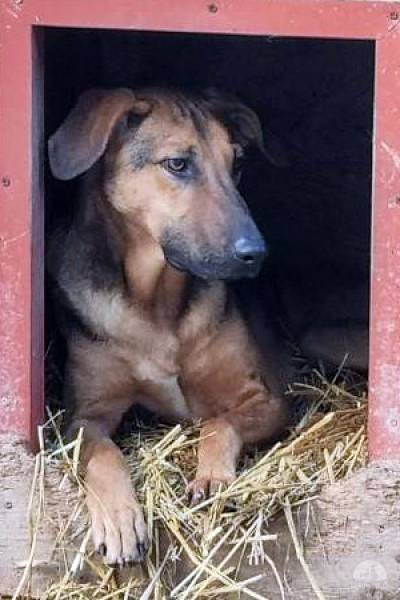 Laszlo – sucht ruhige geduldige und verständnisvolle Menschen
