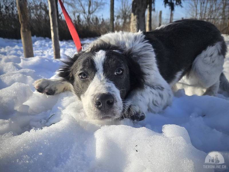 Hunde Ausland