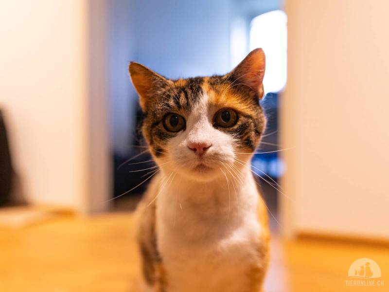 Katzen Schweiz