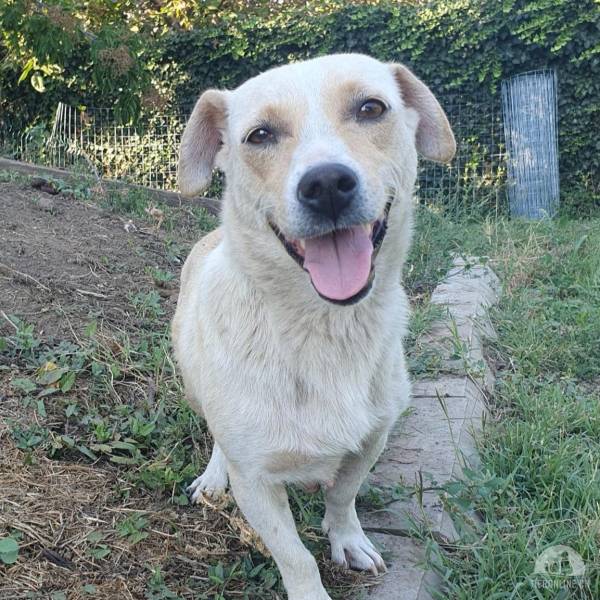 Hunde Ausland