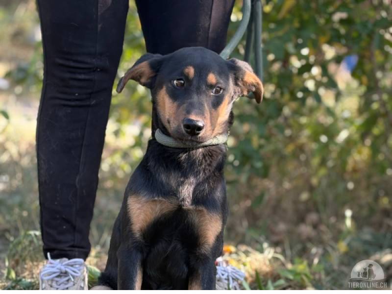 Hunde Ausland
