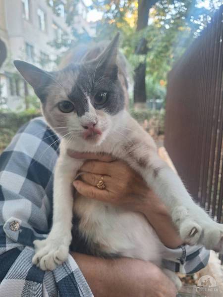 Katzen Ausland