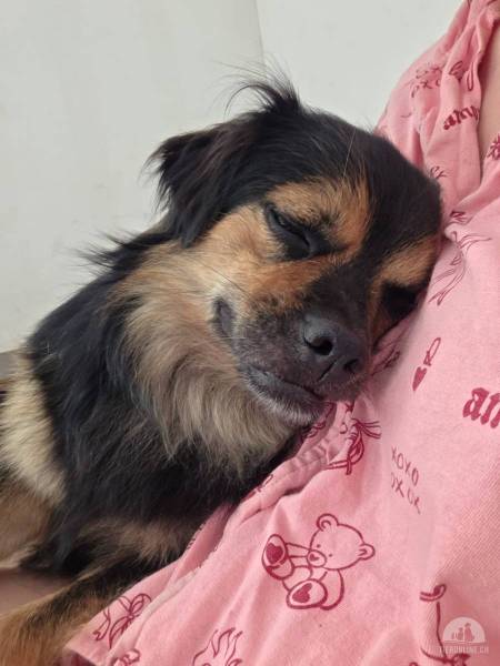 Hunde Ausland