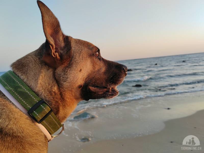 Hunde Ausland