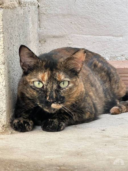 Katzen Ausland