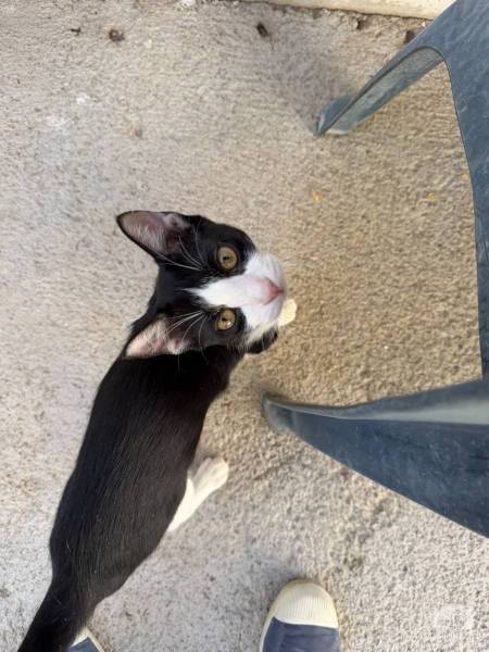 Katzen Ausland