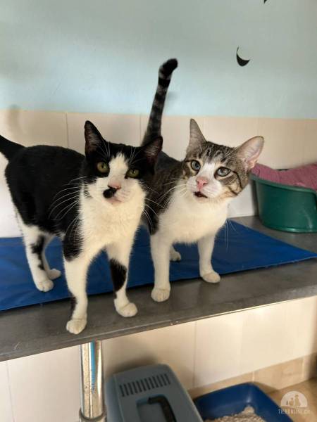 Katzen Ausland