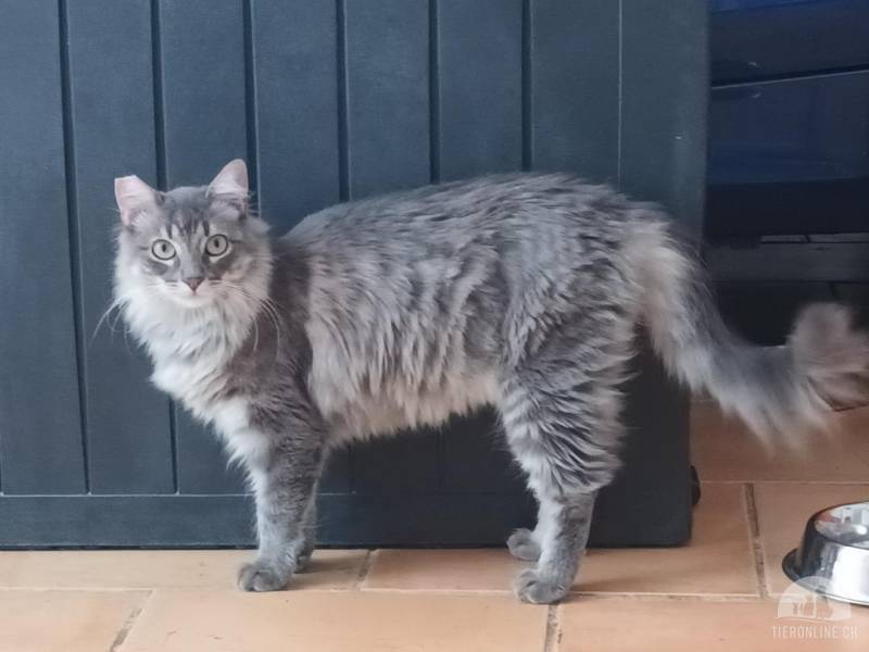 Katzen Ausland